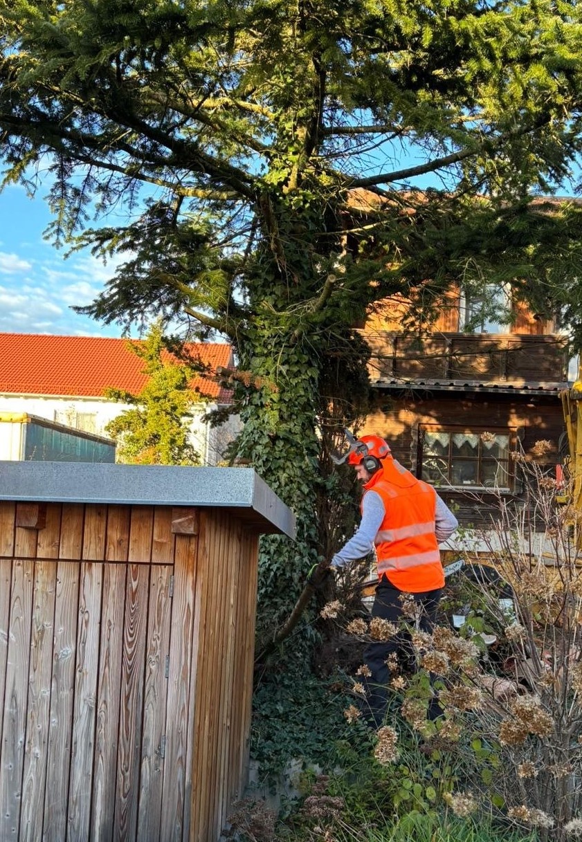 Baum wird geschnitten